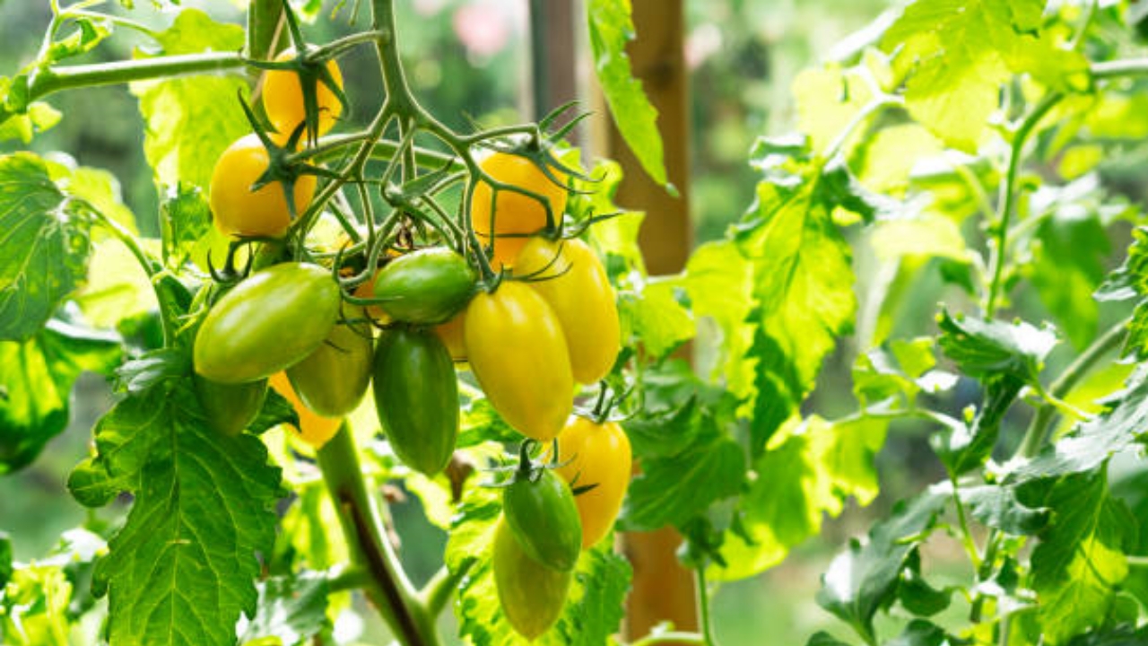 pianta di pomodoro giallo