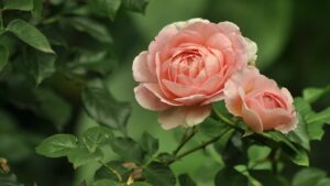 Come prendersi cura delle rose in autunno per farle rifiorire?