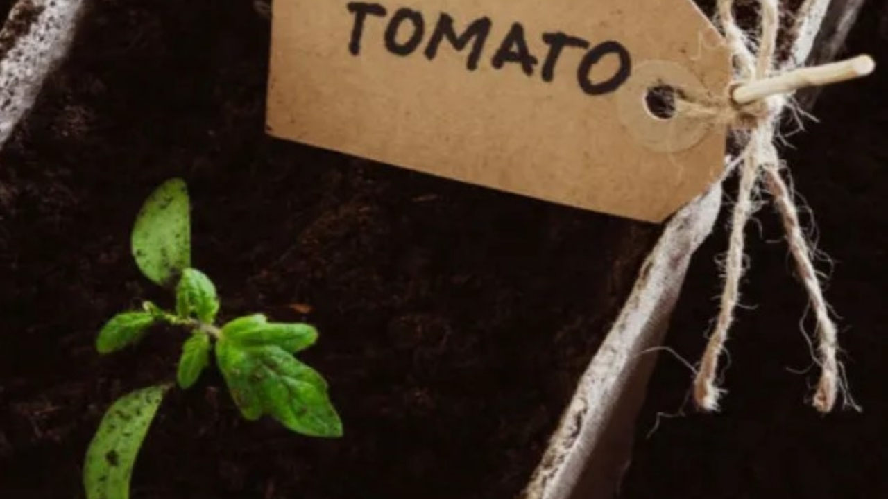 piantine di pomodoro