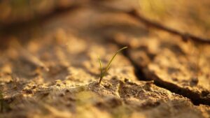 Cosa succede alle nostre piante quando il terreno è troppo salino?