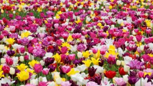 Tulipani, il significato dei colori nel linguaggio dei fiori