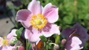 Alla scoperta dell’anemone giapponese: tutto quello che bisogna sapere su questo bellissimo fiore autunnale