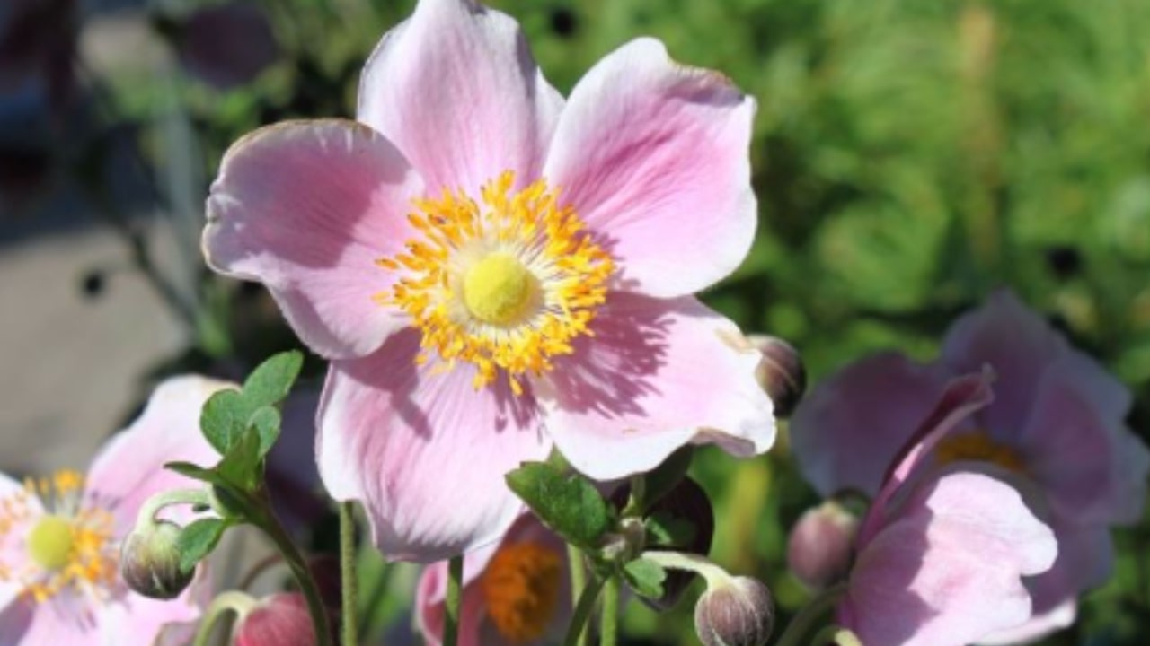 Tutte le caratteristiche dell'anemone giapponese