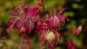 Euonymus alatus, perché non vogliamo avere nel giardino il Burning bush o rovo ardente