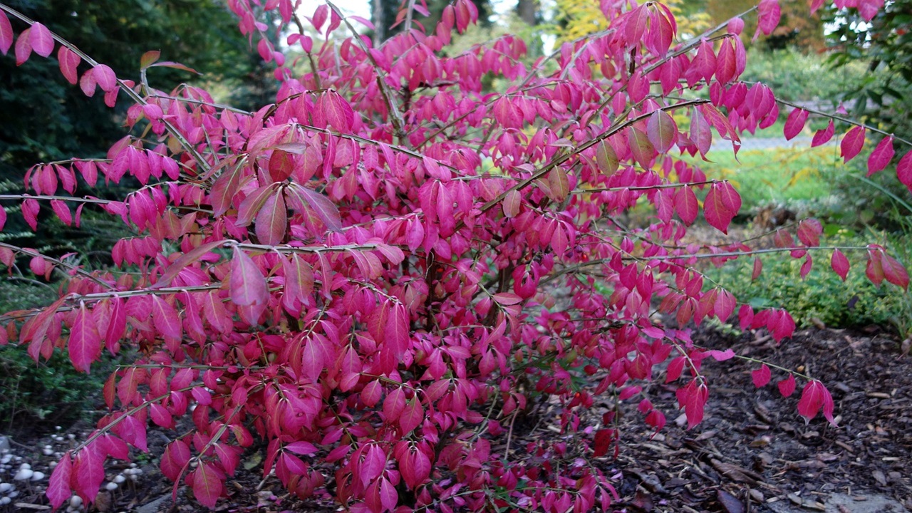 Euonymus alatus burning bush