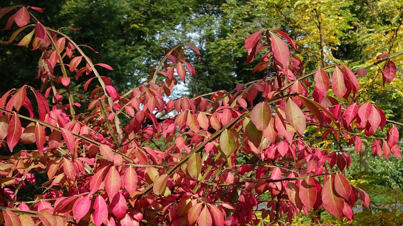 Euonymus alatus rovo ardente