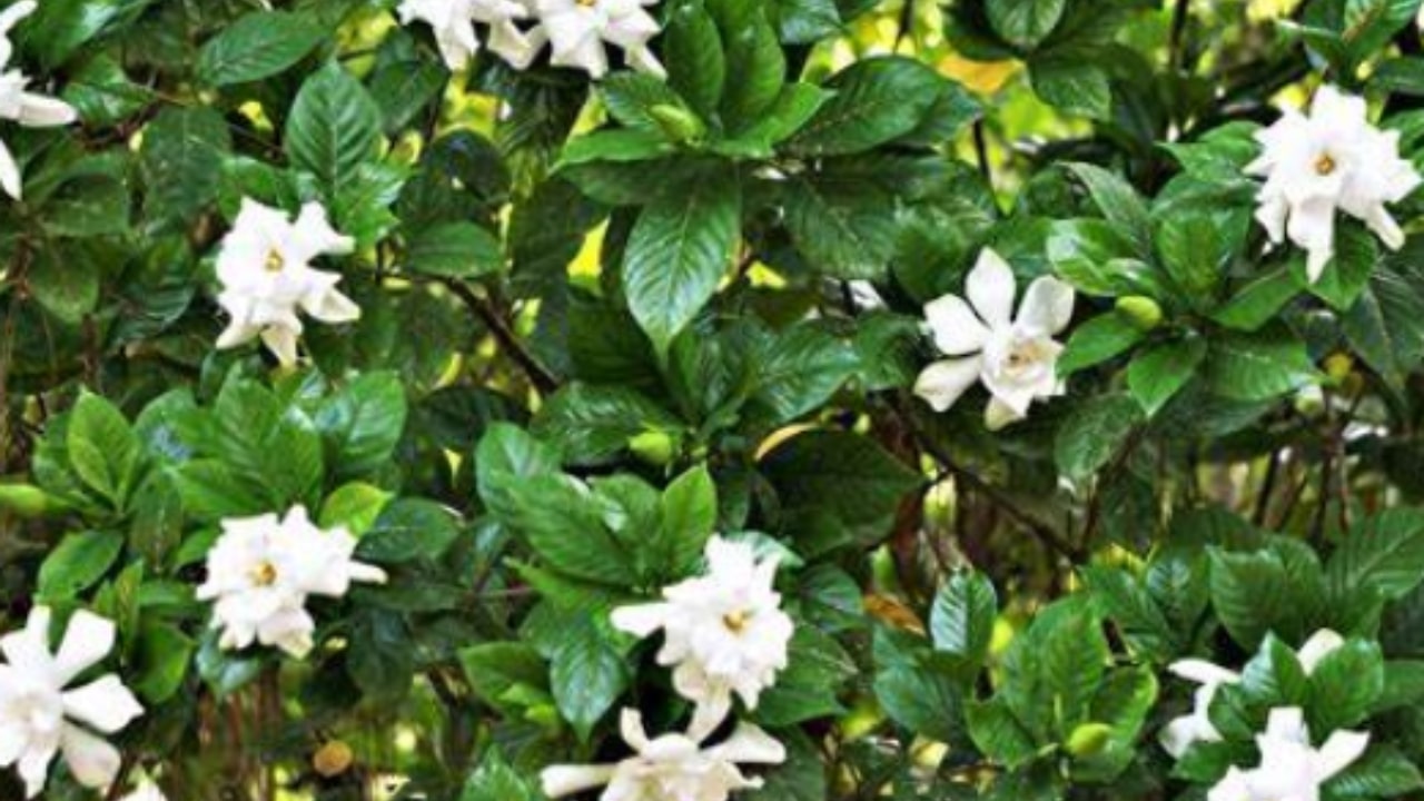 Come trattare una gardenia morente