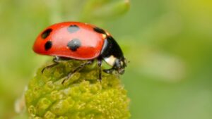 Insetti nel giardino: quali sono innocui e quali, invece, sono pericolosi per la salute delle tue piante