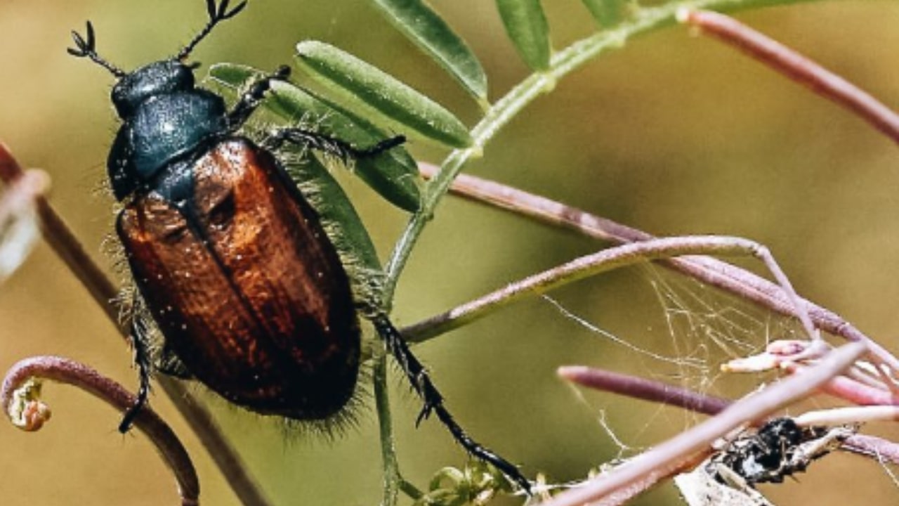 La pericolosità degli insetti in giardino