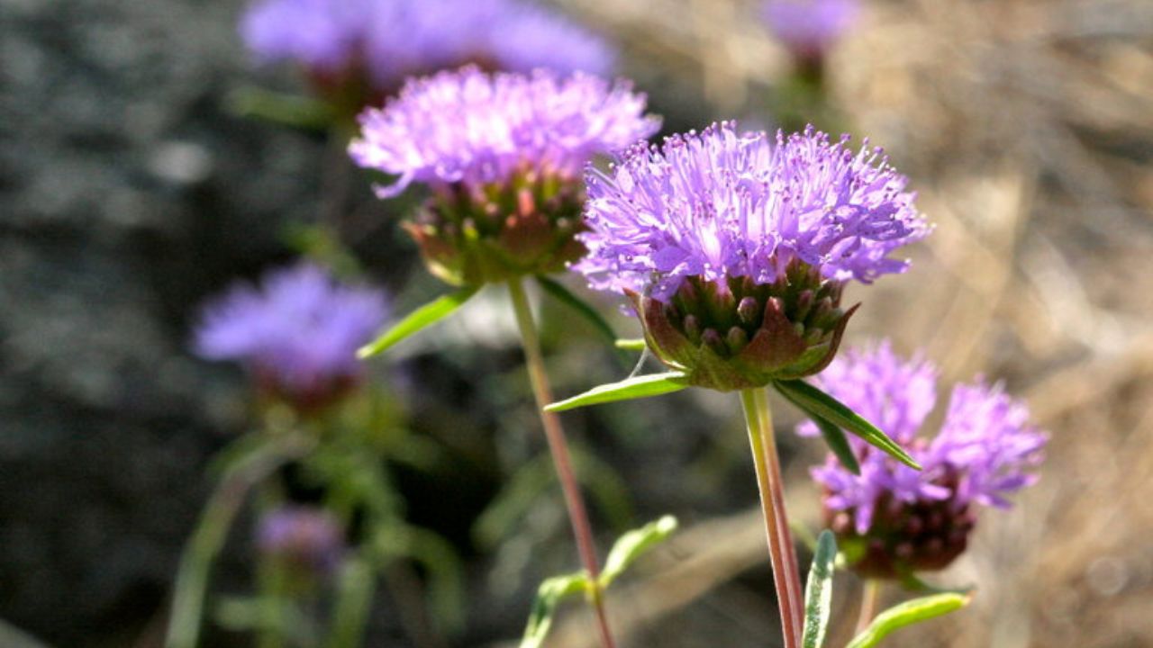 Mountain Pennyroyal