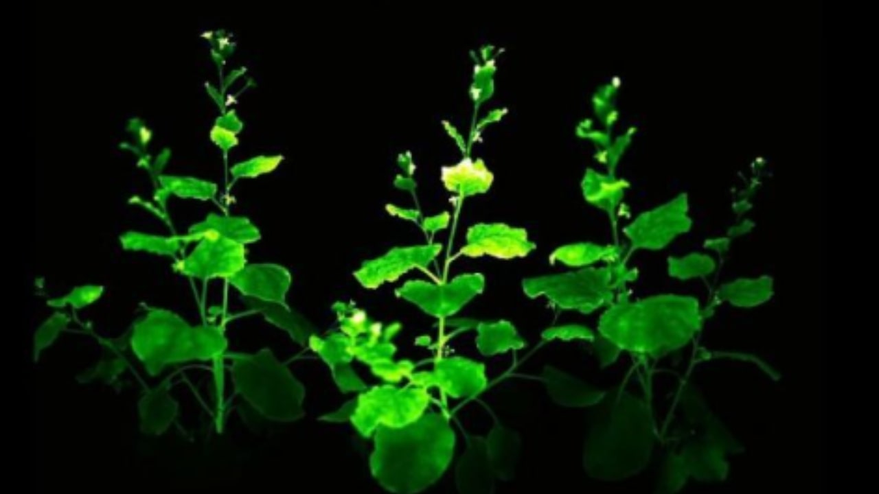 Piante bioluminescenti: come illuminare il tuo giardino