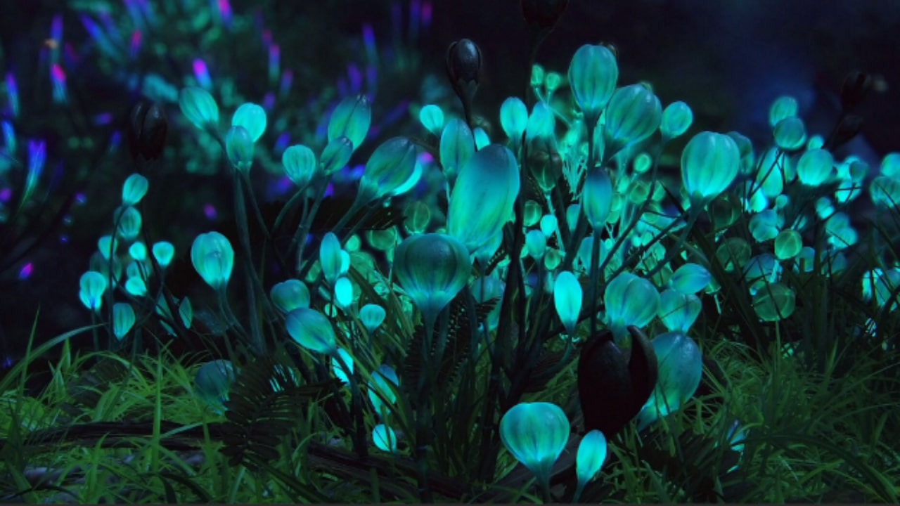 Alla scoperta delle Piante bioluminescenti