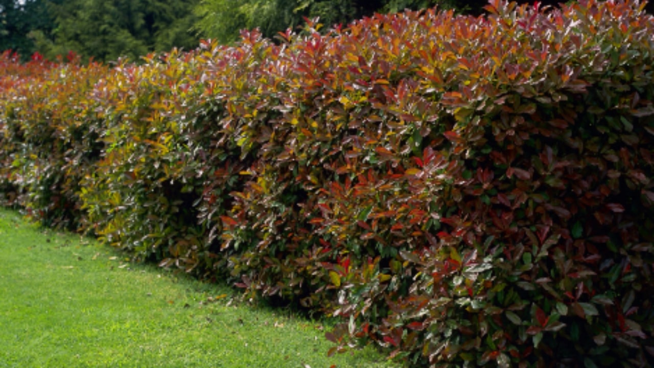 Siepe colorata in giardino