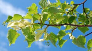 Coltivare il tiglio: perché farlo nel tuo giardino potrebbe rappresentare la soluzione vincente