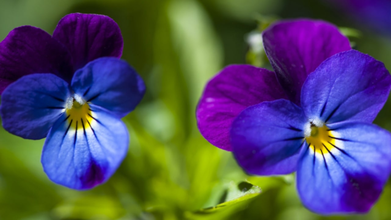 Ecco dei validi consigli per curare la viola del pensiero