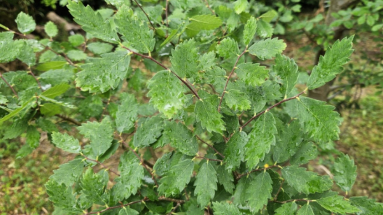 Zelkova sicula:: cosa sapere