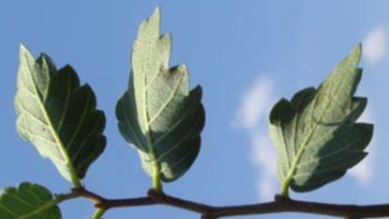 Zelkova sicula: Cosa sapere su questa rarissima pianta