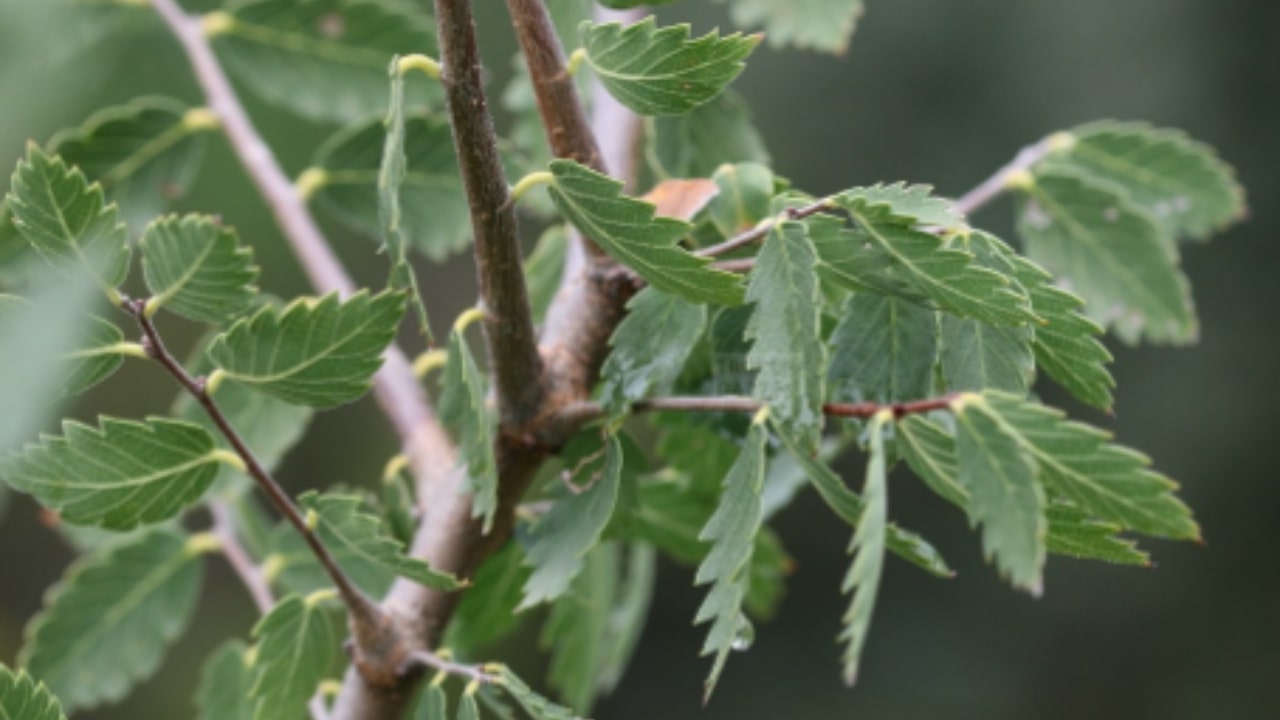 Zelkova sicula: come prendersene sicura