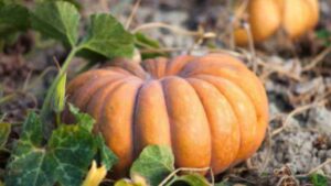 I segreti della coltivazione della zucca: tutto quello che devi sapere