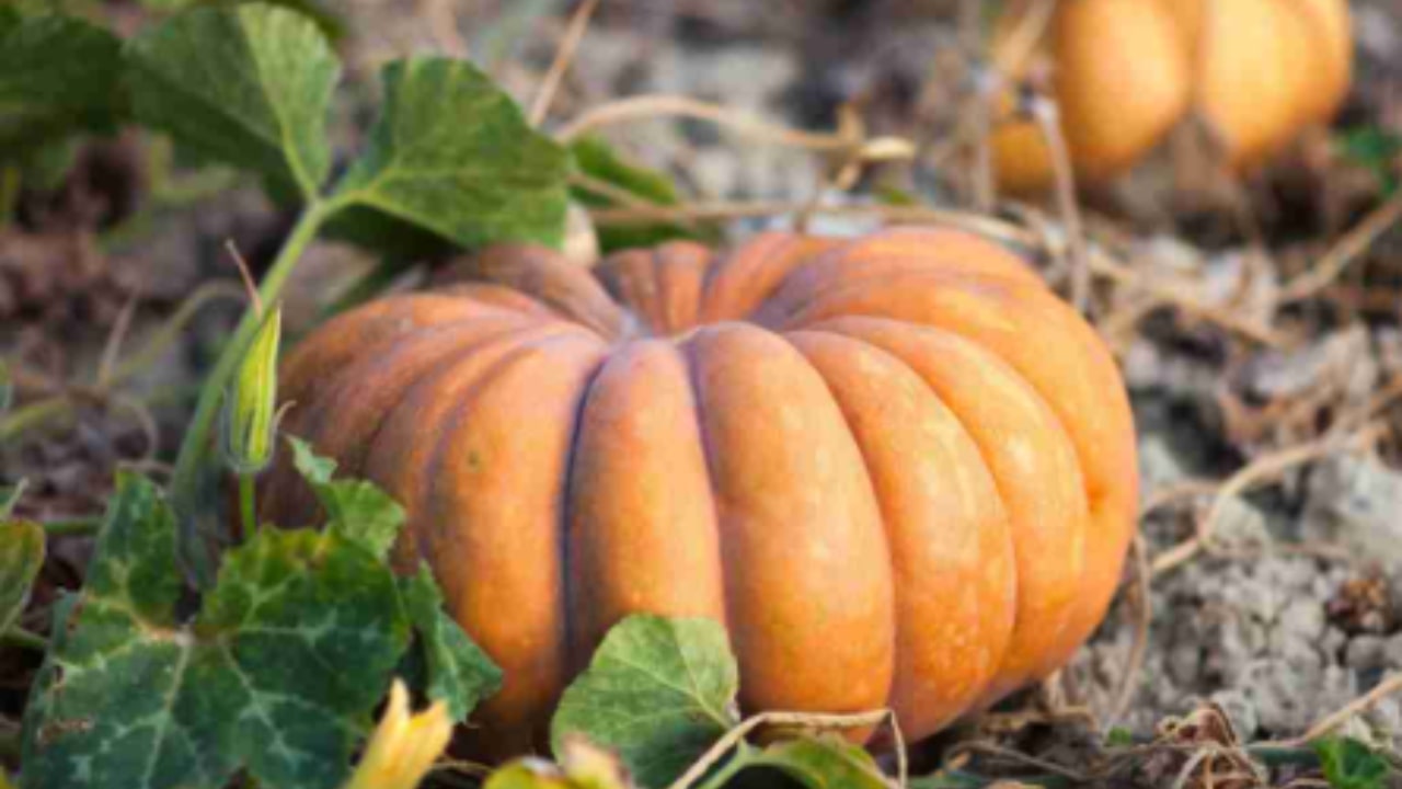 I trucchi per coltivare delle zucche perfette