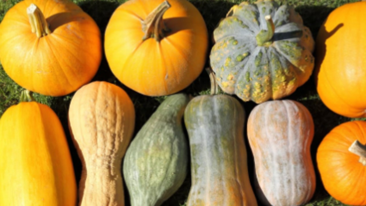 Come coltivare la zucca