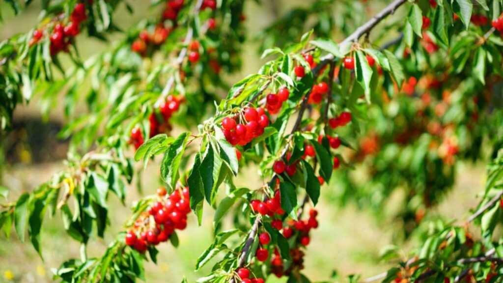 benefici delle foglie di ciliegio