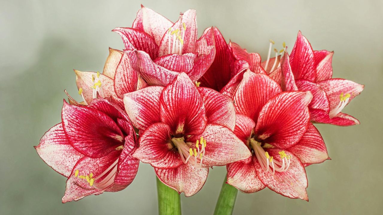 Amaryllis