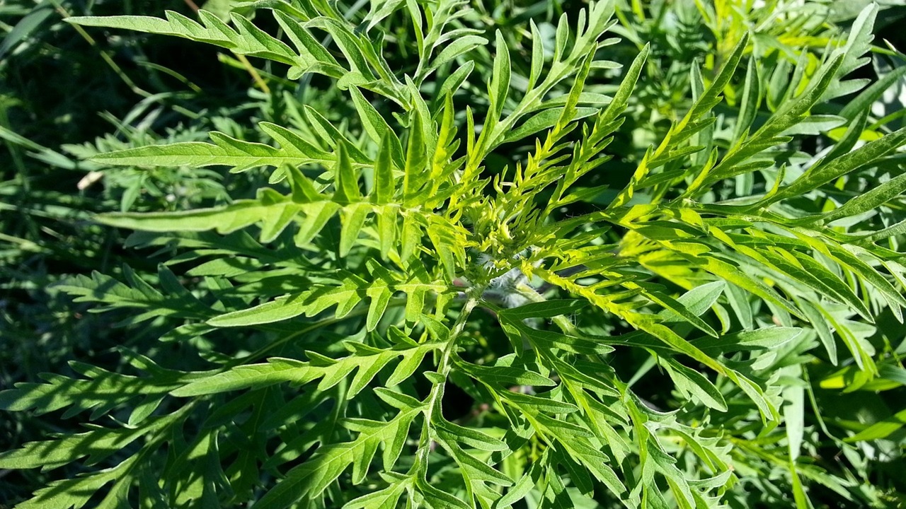 ambrosia allergia