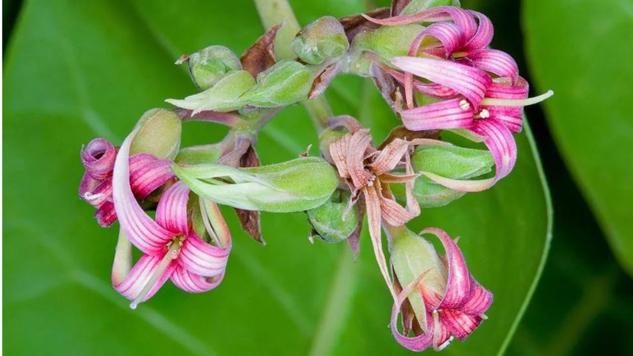 Fiori anacardio