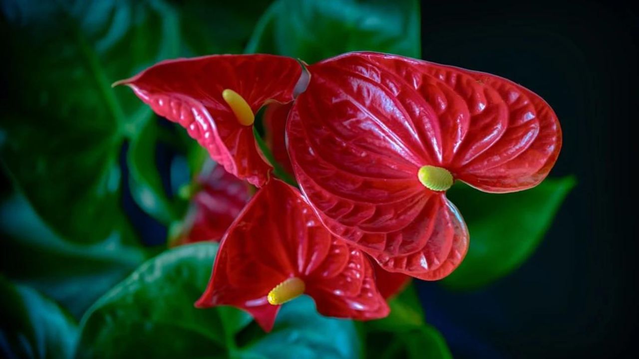 Anthurium