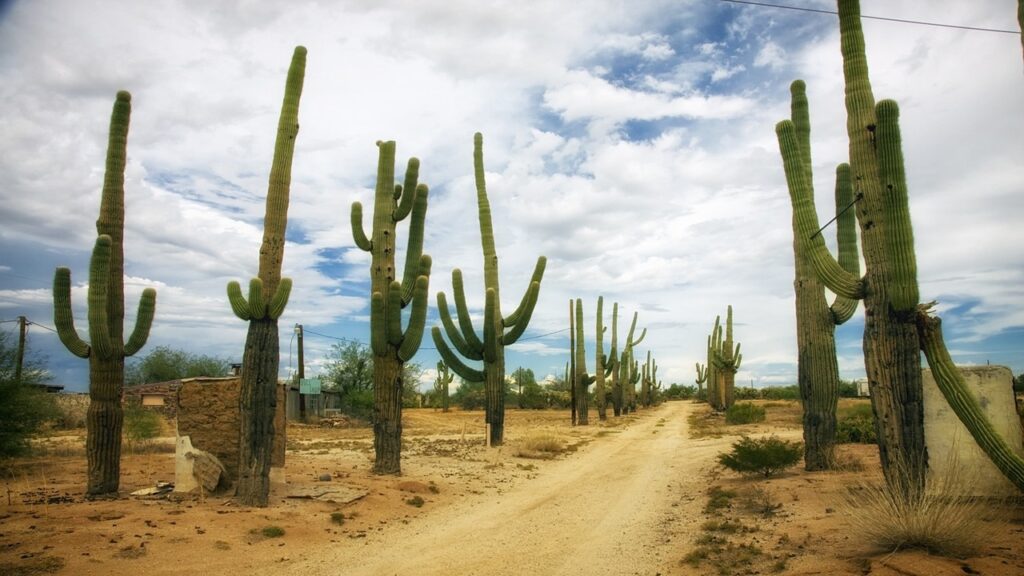 Cactus e piante succulente non sono esattamente la stessa cosa: vi spieghiamo le differenze