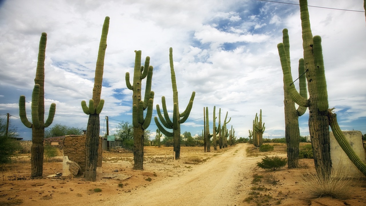 cactus piante succulente