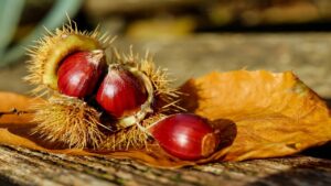 Come distinguere le castagne buone da quelle matte?