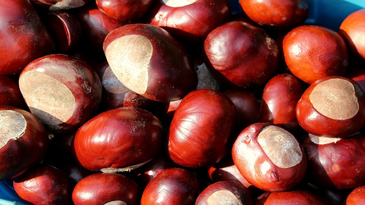 castagne matte