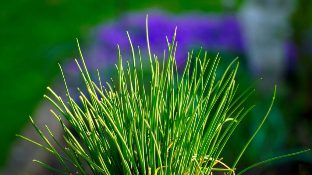 erba cipollina in primo piano