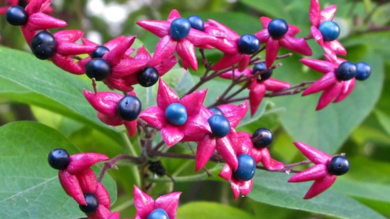 Clerodendro