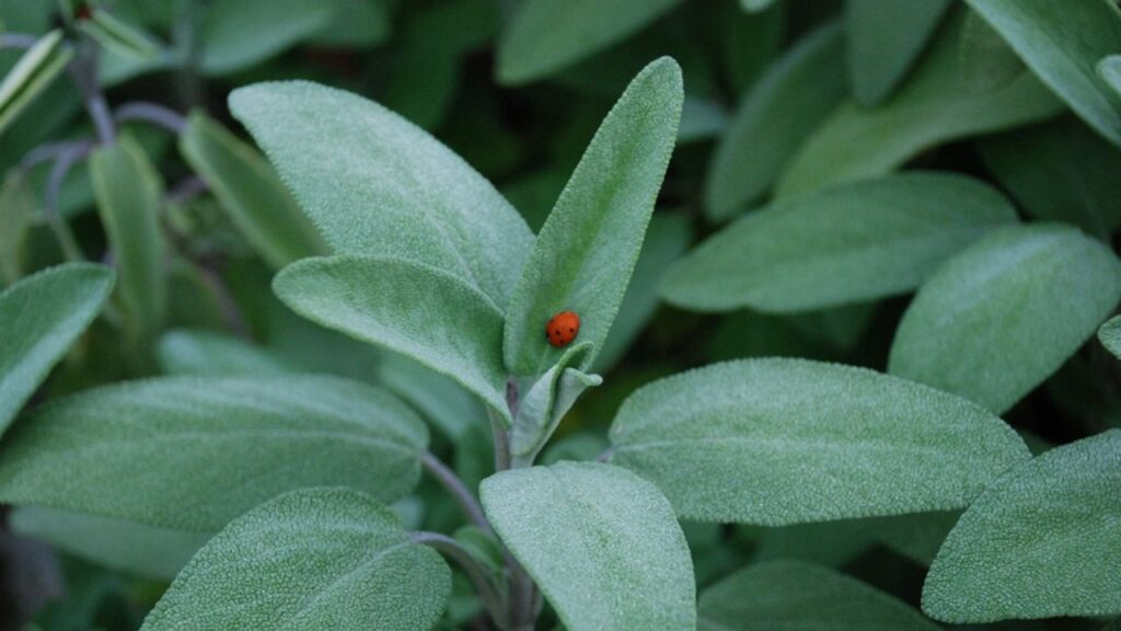 foglie di salvia