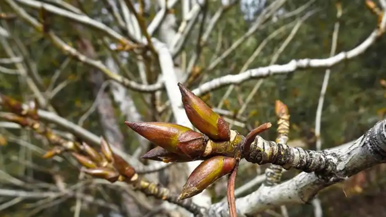 albero del cotone