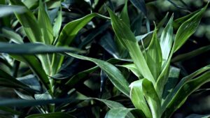 Dracena fragrans troppo alta? Prova a potare così il tronco del Brasile