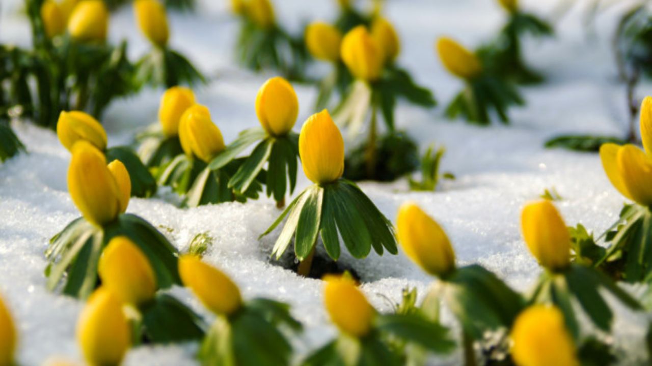 Eranthis bulbi invernali