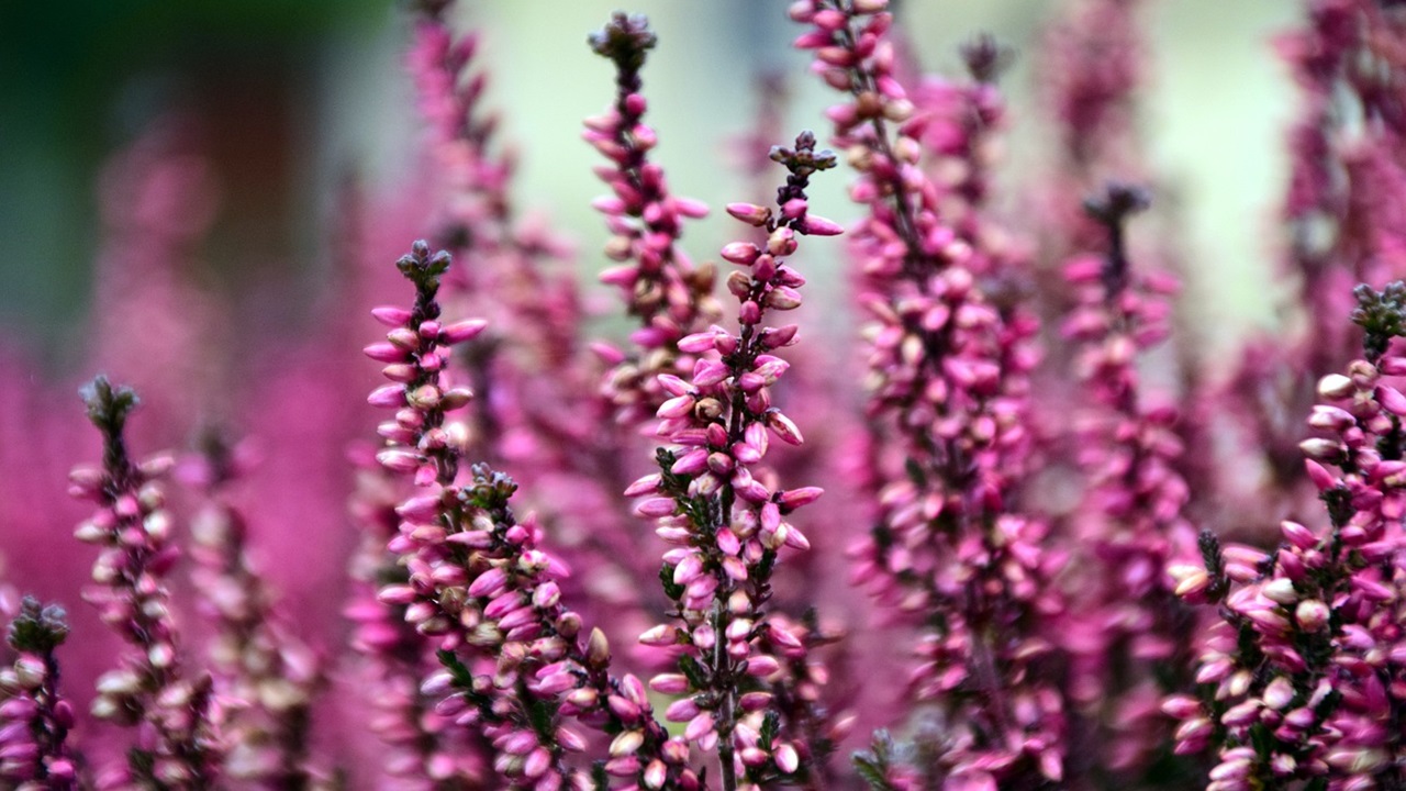 erica gracilis