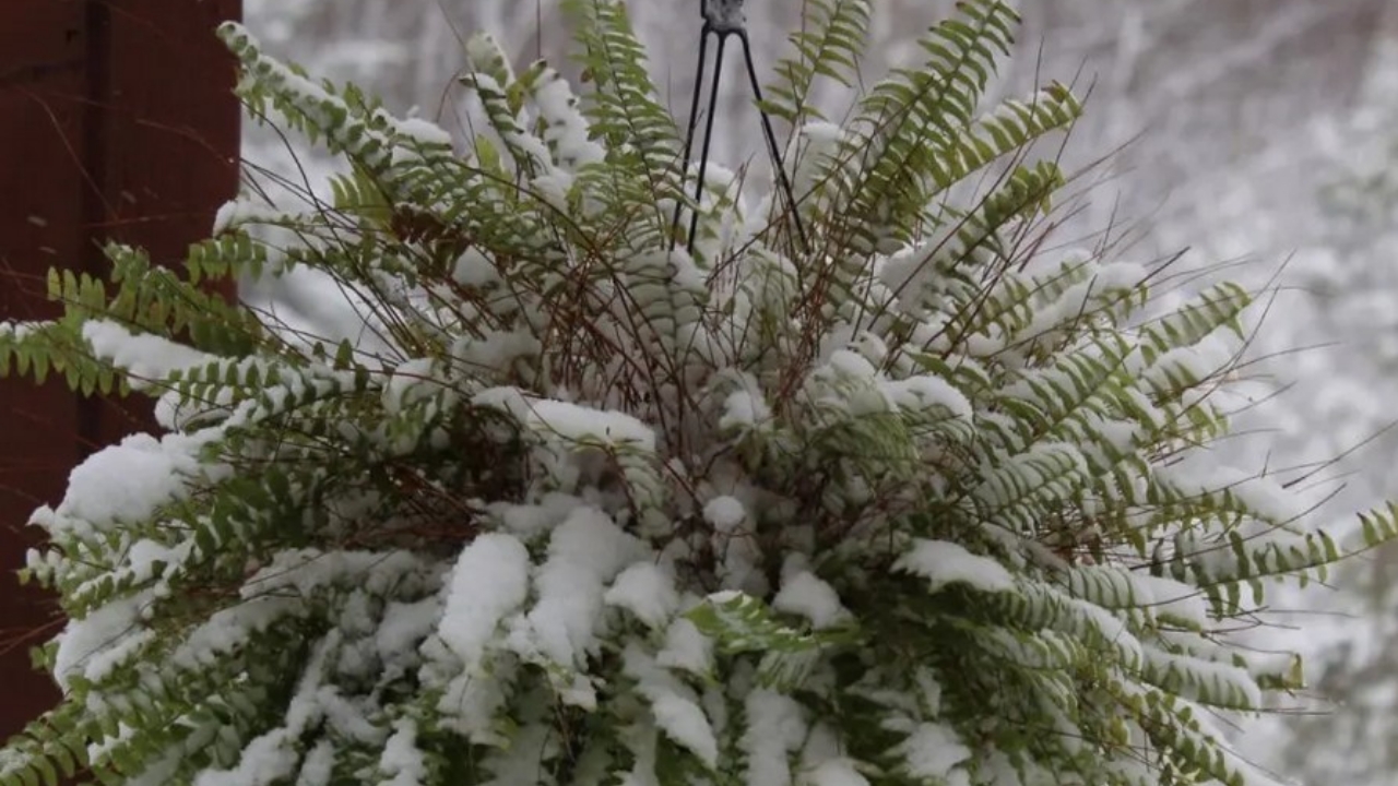 felci con neve