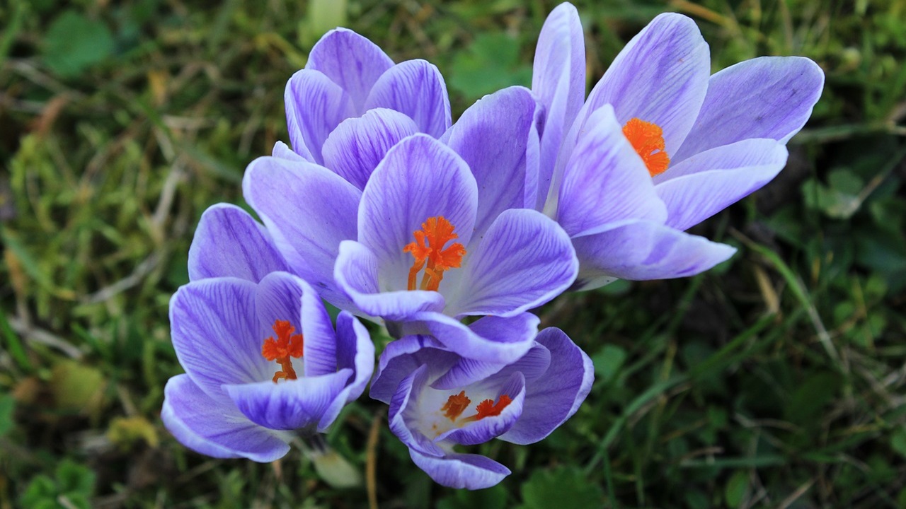 fiori settembre crocus