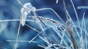 Come preparare alberi e arbusti per l’inverno: una piccola guida