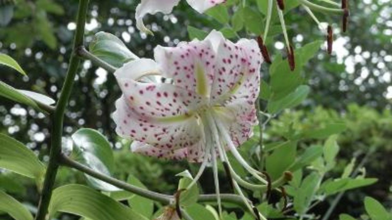 Lilium pacificum