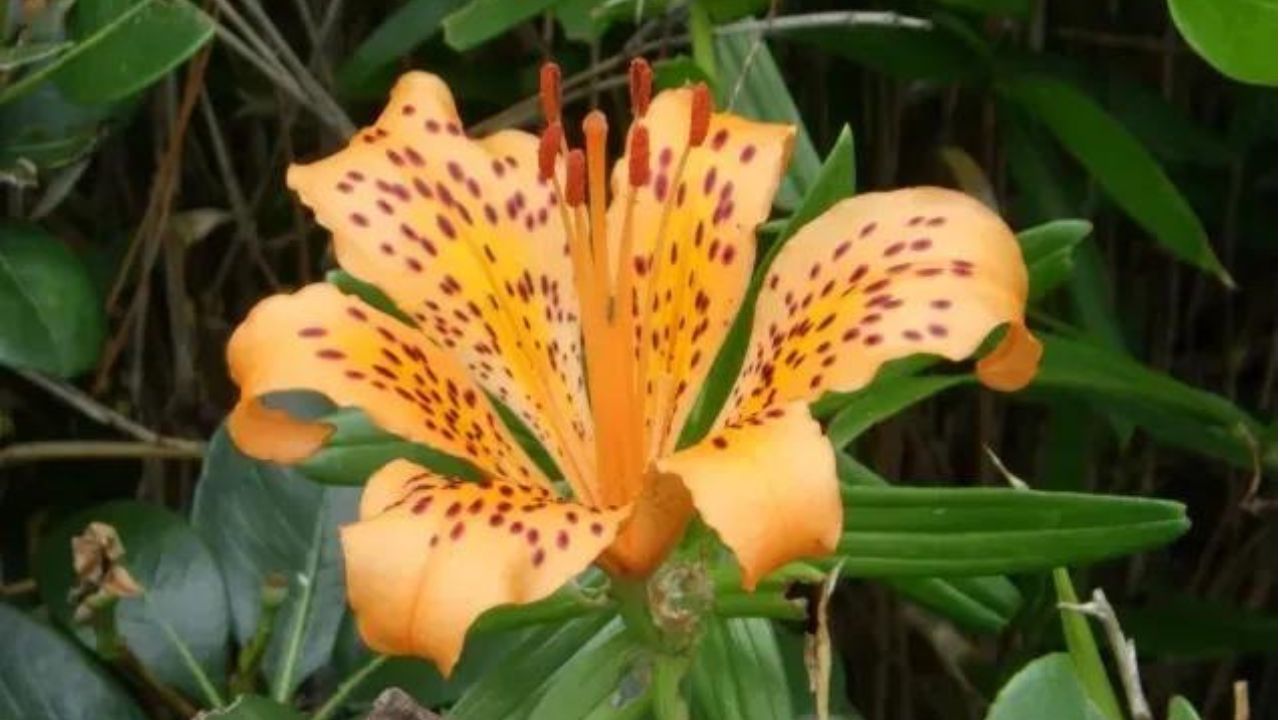 Lilium pacificum