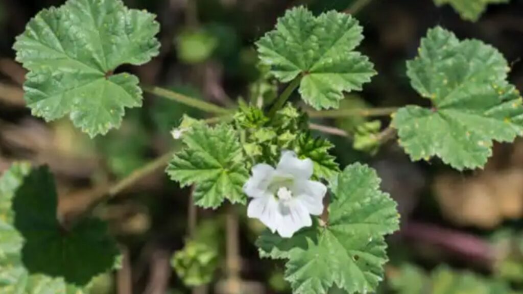 piccolo fiore bianco