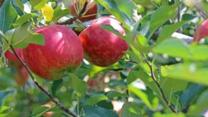 Quanto tempo impiega un melo a dare frutti? La risposta ti sorprenderà