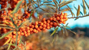 Bacche d’autunno: gli arbusti di cui hai bisogno per colorare il tuo giardino o terrazzo