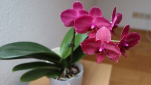 11 segnali che l’orchidea vi manda per ricordarvi che è ora di rinvasarla